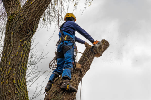 Best Large Tree Removal  in USA